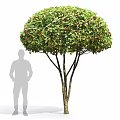 Rounded Arbor with Green Leaves Red Berries Multiple Trunks and Human Figure for Size Reference 3d model