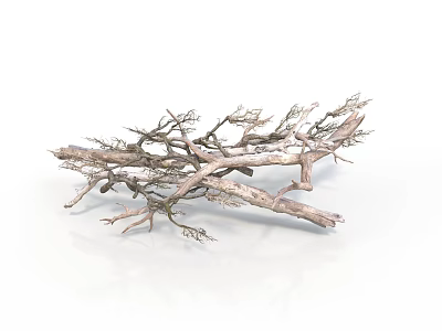 Dried Tree Branches With Slender Twigs And Intertwined Structure On White Background 3d model