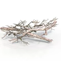 Dried Tree Branches With Slender Twigs And Intertwined Structure On White Background 3d model