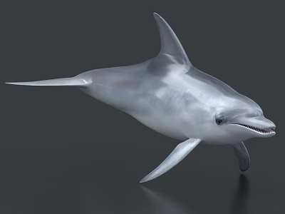 Graceful Silver Dolphin Swimming With Smooth Streamlined Body In Blue Ocean Water 3d model