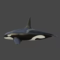 Black And White Orca With Dorsal Fin Swimming In Blue Water