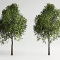 Landscape Trees Street Trees Courtyard Landscape Trees Arbor 3d model