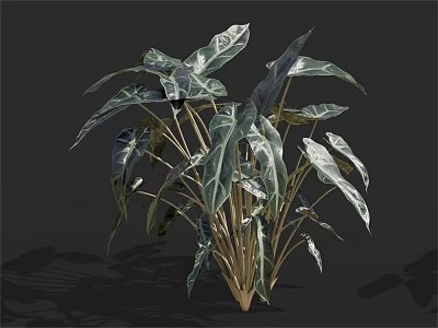 Lush Tropical Plant With Large Green Leaves And White Veins In Indoor Setting 3d model