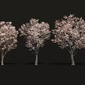 Three Cherry Blossom Trees With Pink Flowers And Detailed Bloom Close Up
