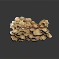 Natural Wooden Stone with Irregular Textured Surface for Home Decor Design