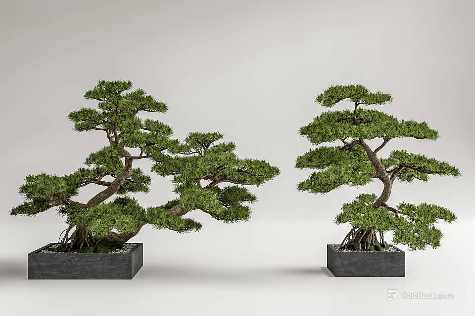 Two Bonsai Trees With Curved Trunks And Lush Foliage In Square Black Pots 3d model 