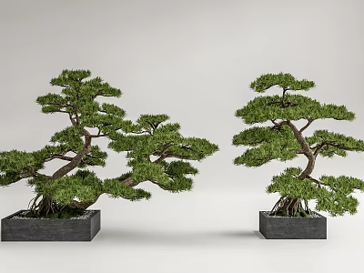 Two Bonsai Trees With Curved Trunks And Lush Foliage In Square Black Pots 3d model