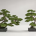 Two Bonsai Trees With Curved Trunks And Lush Foliage In Square Black Pots