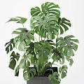 Monstera Potted Plant in Gray Square Pot with Lush Green Healthy Leaves
