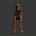 Brown and Black Dog with Long Floppy Ears Standing on Reflective Surface against Grey Background