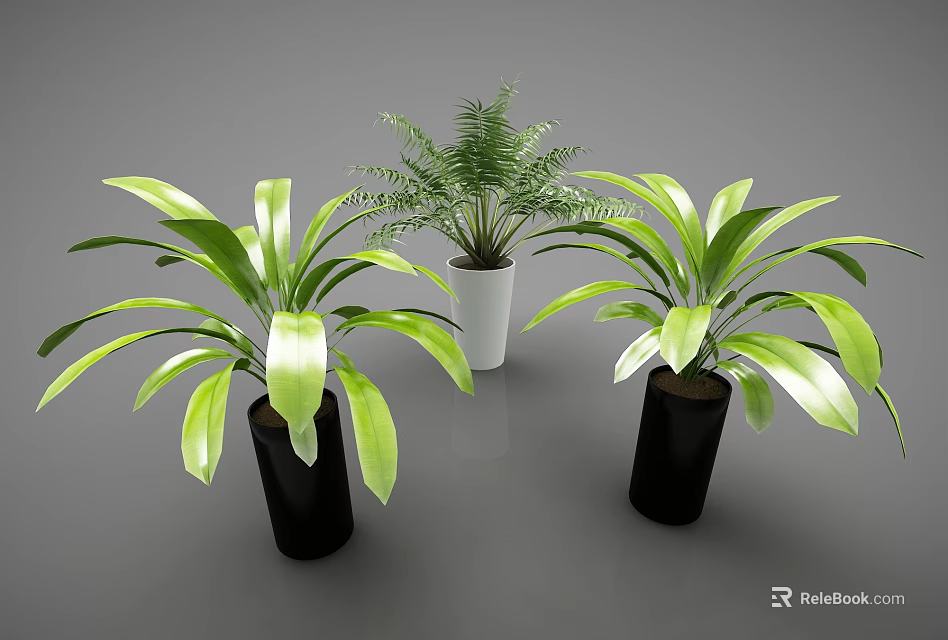 Potted Plants With Green Long Leaves Fern And Black White Pots On Gray Background 3d model 