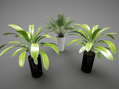 Potted Plants With Green Long Leaves Fern And Black White Pots On Gray Background 3d model