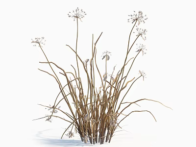 Cluster of Herbaceous Plants with Slender Brown Stems and Small White Flowers 3d model