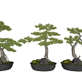 Three Decorative Bonsai Pine Plants In Black Pots With Stones And Moss