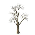 Dry Tree Trunk With Natural Wood Texture And Bare Branches On White Background
