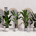Various Types of Potted Houseplants in White Pots with Arched Background Wall