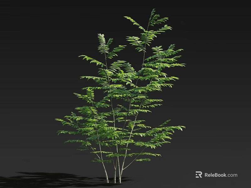 Lush Arbor With Green Leaves And Multiple Trunks Against Dark Background 3d model