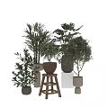 Various Bonsai and Potted Green Plants With Woven Baskets and Ceramic Pots