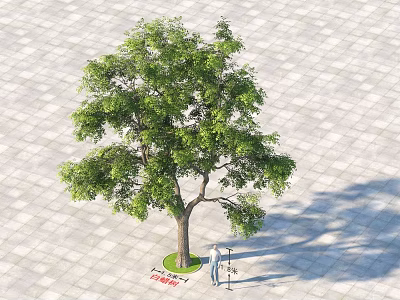 Arbor Tree With Green Leaves Standing On Paved Ground With People And Long Shadow 3d model