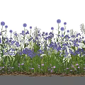 Vibrant Purple Blooming Flowers And Lush Green Grass In Natural Garden