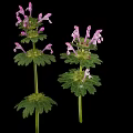 Lamium amplexicaule Perennial Herb Plant With Purple Flowers And April To June Bloom