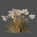 Ornamental Grass With White Plumes Swaying In Wind For Garden Decoration Various Angles