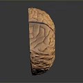 Anatomical Organ Model With Hair Like Textured Surface And Orange Color