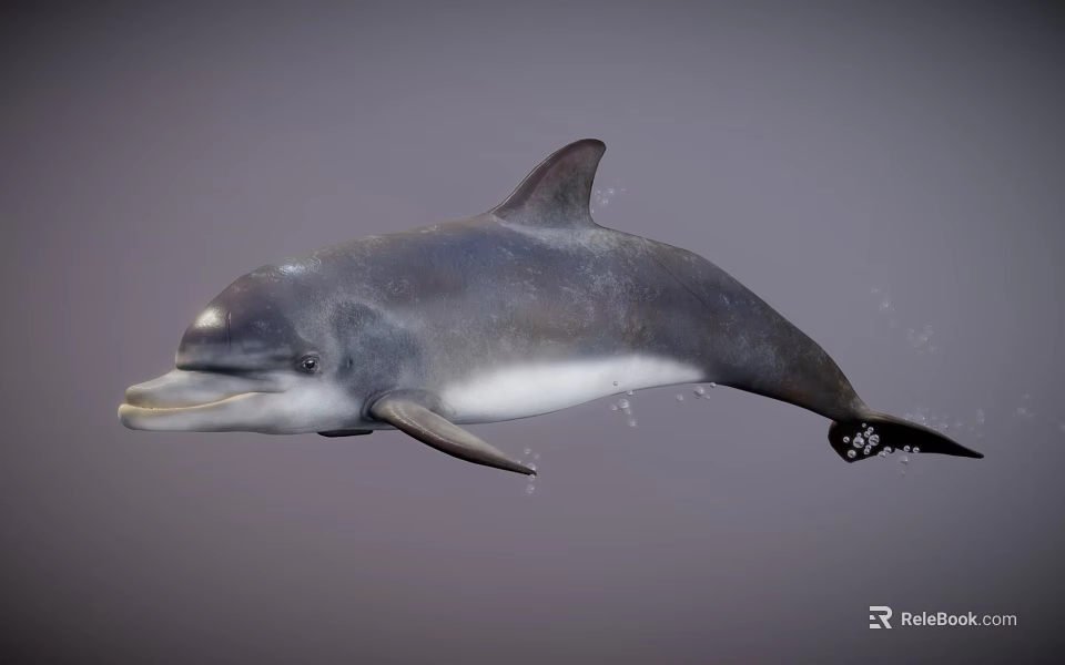Gray and White Dolphin Swimming Gracefully in Open Ocean Waters with Smooth Skin 3d model 