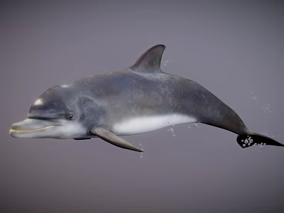 Gray and White Dolphin Swimming Gracefully in Open Ocean Waters with Smooth Skin 3d model