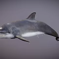 Gray and White Dolphin Swimming Gracefully in Open Ocean Waters with Smooth Skin