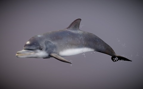 dolphins marine animals 3d model