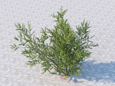 Lush Green Arbor With Dense Foliage Standing On Gray Paved Ground 3d model