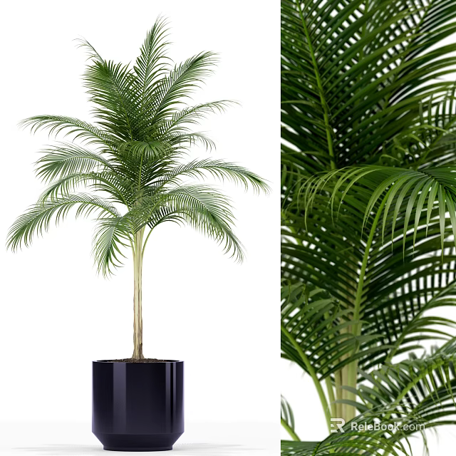 Potted Palm Plant with Lush Green Fronds in Black Square Planter 3d model 