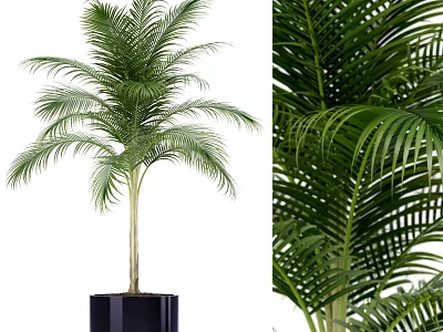 Potted Palm Plant with Lush Green Fronds in Black Square Planter 3d model
