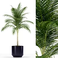 Potted Palm Plant with Lush Green Fronds in Black Square Planter