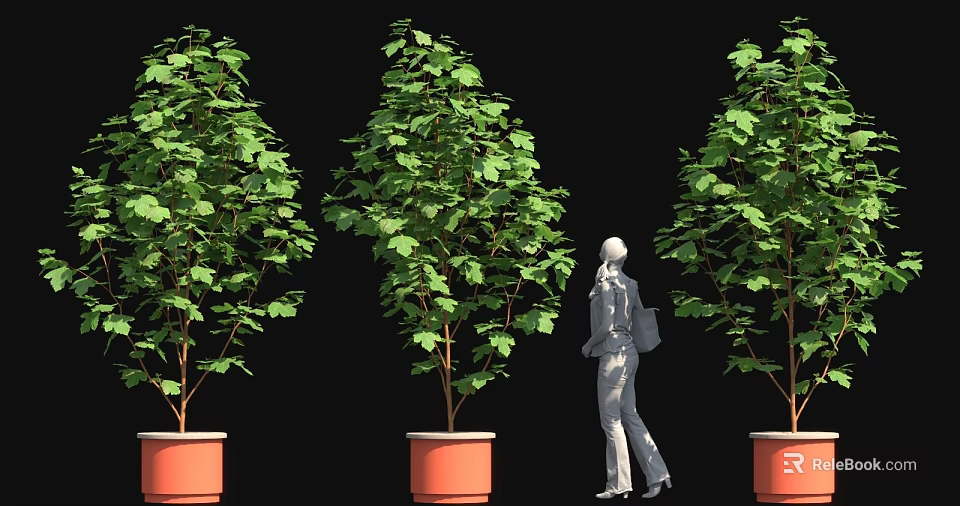 Tall Green Trees in Orange Planters with Person Standing on Black Background 3d model 