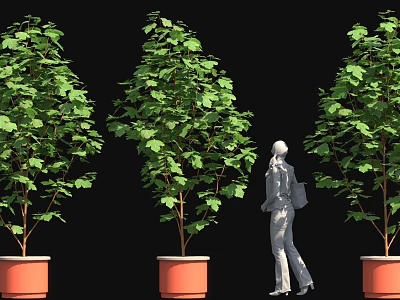 Tall Green Trees in Orange Planters with Person Standing on Black Background 3d model