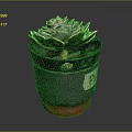 Small Succulent Plant in Gray Black Pot with Red Base and Label