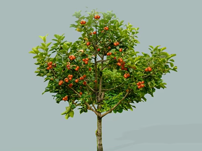 Lush Arbor Tree With Green Leaves And Abundant Red Fruits 3d model