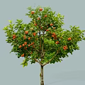 Lush Arbor Tree With Green Leaves And Abundant Red Fruits