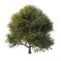 locust tree 3d model