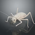Detailed White Cricket 3D Model Displayed On Gray Background With Reflection