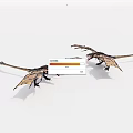 Two Realistic Pterosaur Models With Extended Wings And Dynamic Poses 3d model