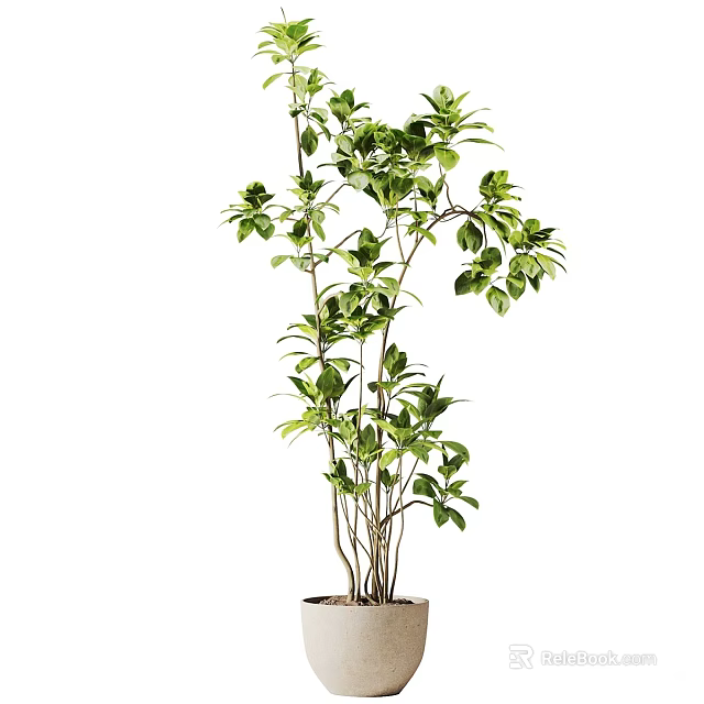 Elegant Decorative Potted Bonsai Plant With Lush Green Leaves And Slender Stems 3d model 
