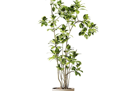 Elegant Decorative Potted Bonsai Plant With Lush Green Leaves And Slender Stems 3d model