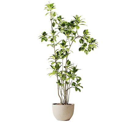 Elegant Decorative Potted Bonsai Plant With Lush Green Leaves And Slender Stems 3d model
