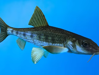 Modern aspen fish animal creatures 3d model