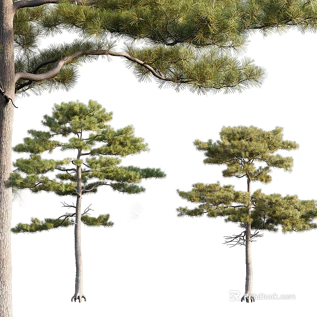Pine Trees with Various Growth Forms Green Foliage and Detailed Trunks 3d model 