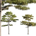 Pine Trees with Various Growth Forms Green Foliage and Detailed Trunks 3d model