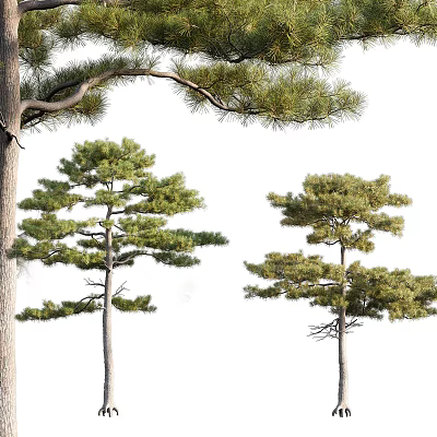 Pine Trees with Various Growth Forms Green Foliage and Detailed Trunks 3d model